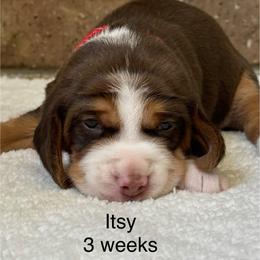 Itsy - Brown white and tan female Beagle puppy in Rogersville, Missouri from Hales Little Beagle Haven