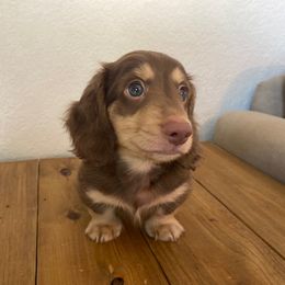 Dachshund Puppies from Hetu's Dachshunds