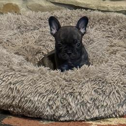 Boy 1 - Brindle male French Bulldog puppy in Livingston, Texas from Drake Home Frenchies