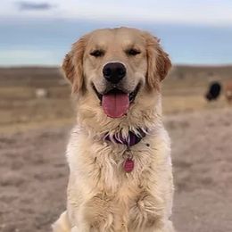 Goldendoodles and Golden Retrievers from Colorado Doodlebugs