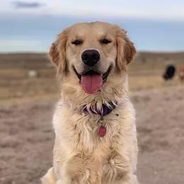 Goldendoodles and Golden Retrievers from Colorado Doodlebugs