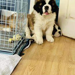 Saint Bernard Puppies from St Bernard Kingdom, LLC