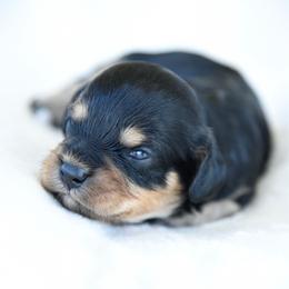 Murphy - Black and tan male Cavapoo puppy in Lawton, Oklahoma from Lindsey’s Cavies