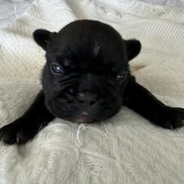 French Bulldog All Grown Up from Pipsters