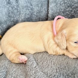 Pink - Cream female Dachshund puppy in Tahlequah, Oklahoma from Love Some Dogs Dachshunds & Cavalier King Charles Spaniels,Cavapoos