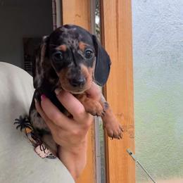 Mia - Dapple female Dachshund puppy in Pierson, Florida from Paige’s Mini Dachshunds