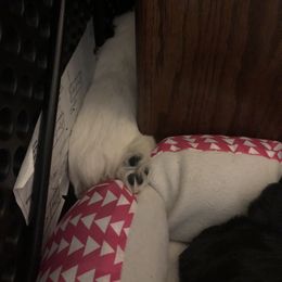 Miniature Schnauzer and Poodle Puppies from Bits & Bytes Farm