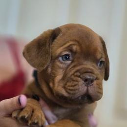 Blue Boy - Mahogany male Dogue de Bordeaux puppy in Michigan from Boondocks Bordeaux