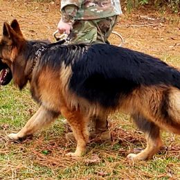 German Shepherds from Amy Spencer's German Shepherds
