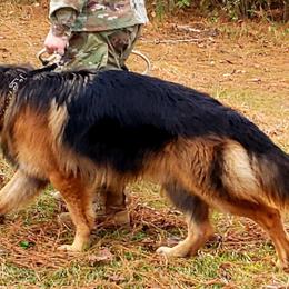 German Shepherds from Amy Spencer's German Shepherds