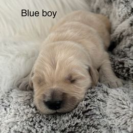 Blue boy - Light golden male Golden Retriever puppy in Morris, Connecticut from Sterling Goldens