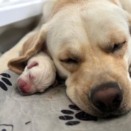 Freedom Ranch Labs- Army Green - Yellow male Labrador Retriever puppy in Davidsonville, Maryland from Freedom Ranch Labs