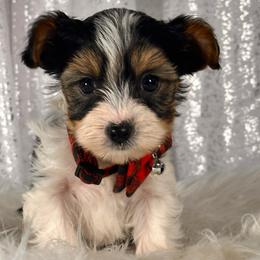 Cosmo - Parti male Yorkshire Terrier puppy in Denver, Colorado from Melrey's paws