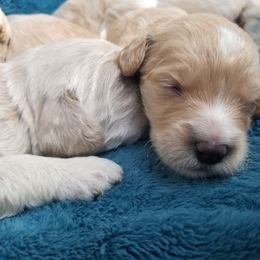 Goldendoodle Puppies from Masondixondoodles