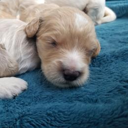 Goldendoodle Puppies from Masondixondoodles
