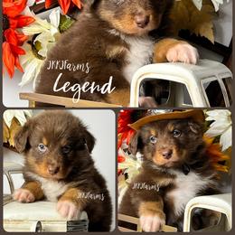 6 Legand - Red tri-color male Australian Shepherd puppy in Huntington, Texas from JKKJ Farms, LLC