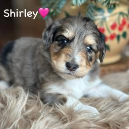 Shirley - Blue merle female Aussiedoodle puppy in Lancaster, Minnesota from Finney Ranch