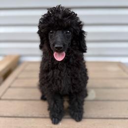 Mimi - Black female Poodle puppy in Monetta, South Carolina from Moonrise Poodles