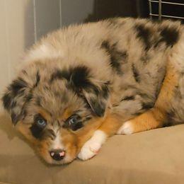 Hestia - Blue merle female Australian Shepherd puppy in Independence, West Virginia from Haddix Farms