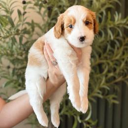 Gibney - Parti male Goldendoodle puppy in Van Alstyne, Texas from Forest Haven Doodle Co.
