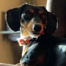 Anatolian Shepherd Dogs and Dachshunds from Christy's Puppies