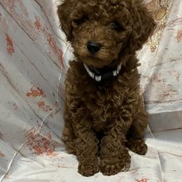 Poodle Puppies from Firebird Toy Poodles