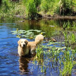 Golden Retriever Puppies from Sheaman Farm