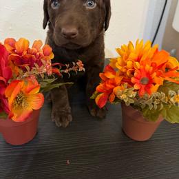 Green - Dark brown female Chesapeake Bay Retriever puppy in Lewiston, Utah from Bellus Chesapeakes