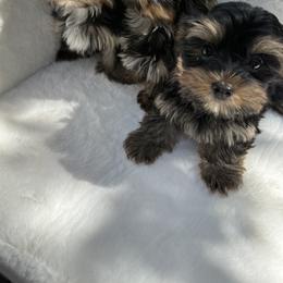 Charlie - Black and tan male Yorkshire Terrier puppy in Aurora, Colorado from Lavish Yorkies