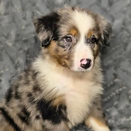 Bella - Blue merle female Miniature Australian Shepherd puppy in Alabama from SBA Aussies