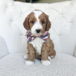 Apollo - Red  male Goldendoodle puppy in Sterling, Illinois from Charley's Goldendoodles