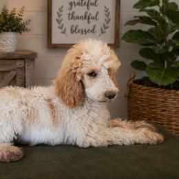 Poe - Parti male Poodle puppy in Cleburne, Texas from Lone Star Standard Poodles LLC