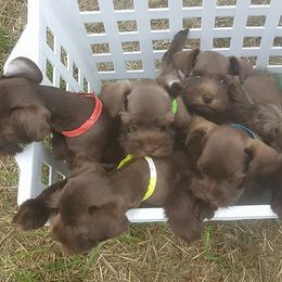 Miniature Schnauzer Puppies from The Happy Schnauzer Place
