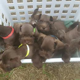 Miniature Schnauzer Puppies from The Happy Schnauzer Place