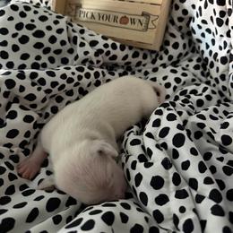 Domino - White and black male Dalmatian puppy in Mesa, Arizona from Lauren's Dalmatians