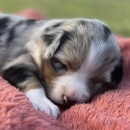 Australian Shepherds from Volks Aussies