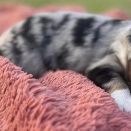 Australian Shepherds from Volks Aussies