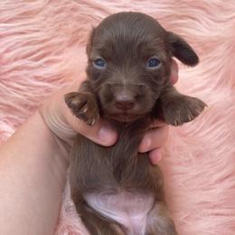 Trix - Chocolate female Dachshund puppy in Sarah, Mississippi from White's Mississippi Doxies