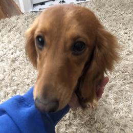 Suzie Q - Dachshund