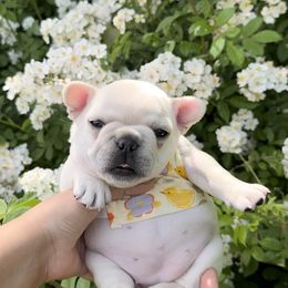 French Bulldog Puppies from The Midwest Frenchies