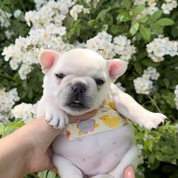 French Bulldog Puppies from The Midwest Frenchies