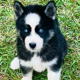 France - Female 2 - Agouti and white female Siberian Husky puppy in Monroe, Georgia from Beastly Beauties Huskies & Pomskies