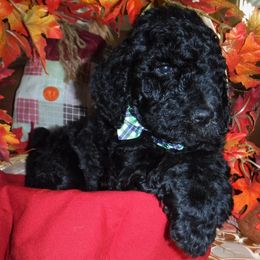Poodle Puppies from Painted Sunset Kennels