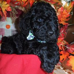 Poodle Puppies from Painted Sunset Kennels