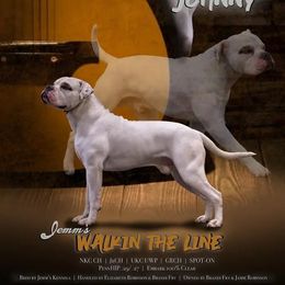 Johnny - American Bulldog