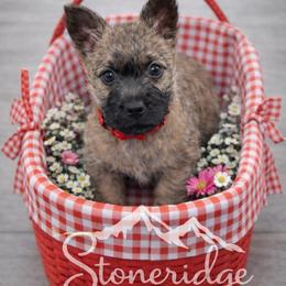 Red boy - Wheaten male Cairn Terrier puppy in Shell Knob, Missouri from Stoneridge Kennel