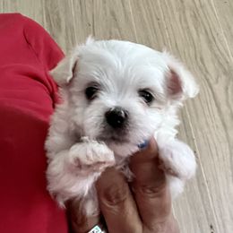 Maltese Puppies from California AKC Maltese & Yorkies