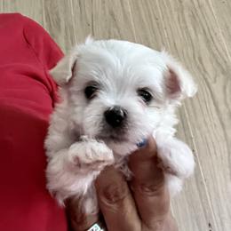 Maltese Puppies from California AKC Maltese & Yorkies