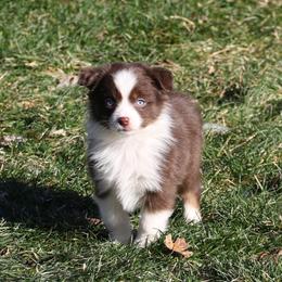 Cirros - Red tri-color female Miniature American Shepherd puppy in Tiskilwa, Illinois from First Harmony Farms