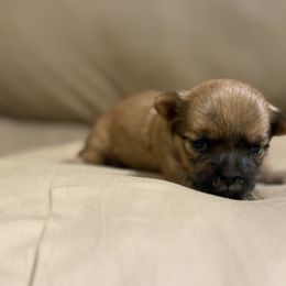 3 - Gold female Shorkie puppy in Delta, Colorado from SATA Kennels